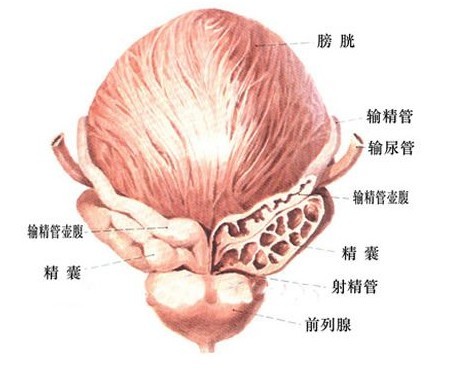 ���Ծ����׻������ЩΣ����