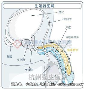 ����������Σ��